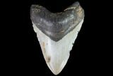 Fossil Megalodon Tooth - North Carolina #86956-1